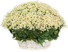 Цветочная композиция из Ромашки в корзине #REPLACE_PRED# Леонтьево